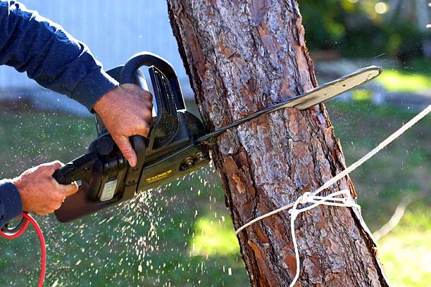 Best Tree Trimming and Pruning  in Bellflower, CA