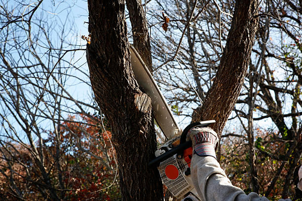 Reliable Bellflower, CA Tree Removal Services Solutions