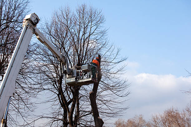 Best Commercial Tree Services  in Bellflower, CA